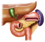 膵臓と胆嚢の位置